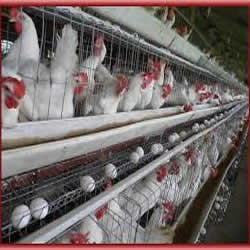 Poultry Farm Management